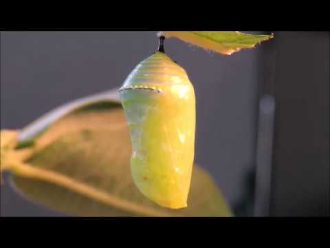 The Full Life Cycle of the Monarch Butterfly - Astonishing!