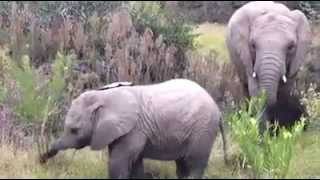 preview picture of video 'Guest video: Elephant experience at Kariega'