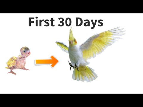 download lagu mp3 mp4 Cockatiel Growth Chart, download lagu Cockatiel Growth Chart gratis, unduh video klip Cockatiel Growth Chart