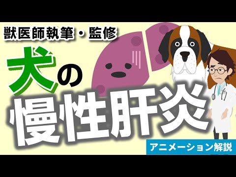 犬の肝炎 - 症状と治療法