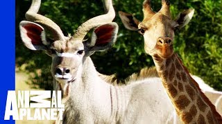 Clever beta male finds himself a unique girlfriend!