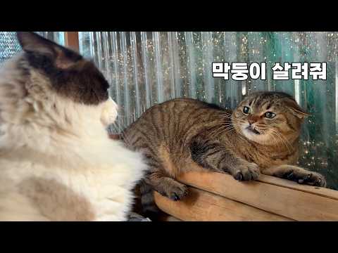 미세먼지 때문에 집콕 중인데, 잡도리 당하는 막둥이
