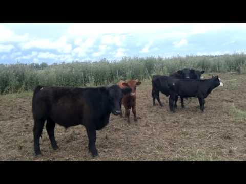 Terneros Invernada Olga