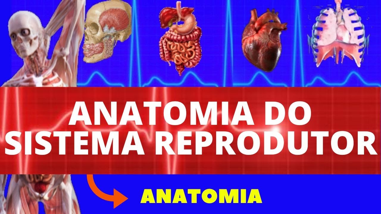 ANATOMIA DO SISTEMA REPRODUTOR MASCULINO E FEMININO (ANATOMIA HUMANA) - SISTEMA REPRODUTOR