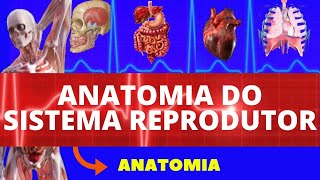 ANATOMIA DO SISTEMA REPRODUTOR MASCULINO E FEMININO (ANATOMIA HUMANA) - SISTEMA REPRODUTOR