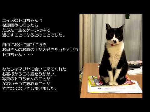 ペットからの話を聞いて人間の言葉でお伝えします イメージ1