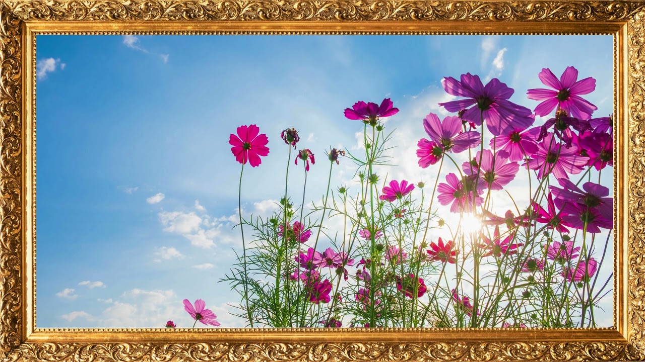 Spring Flowers | TV Background Screensaver | 4K | No Music