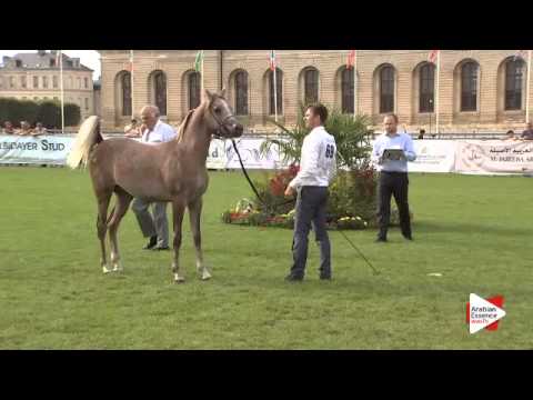 N.69 FUERTE - Chantilly 2015 ABCE - Colts 1 year old (Class 6B)