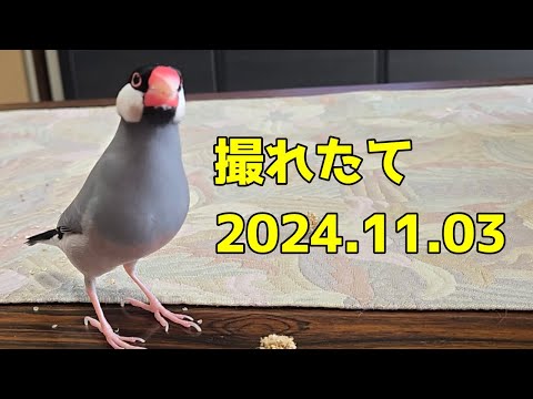 春に鳥を助けるにはどうすればよいですか？私たちの有益なアドバイス!  庭園