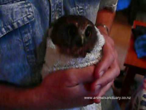 Baby Owl Eating Mouse