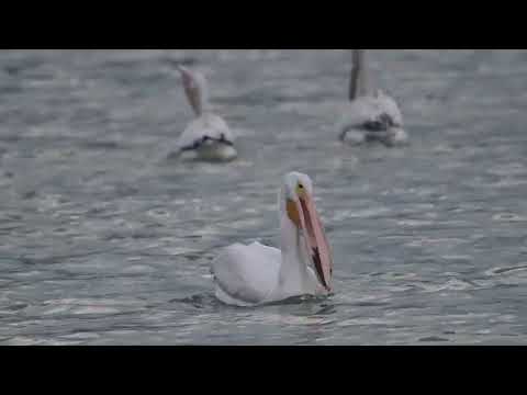 American white pelicans early morning feeding frenzy #birds #wildlife #birdslover #pelicans #nature
