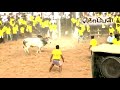 Tamilnadu Health Minister Dr C Vijayabaskar In Komban Jallikattu Kaalai