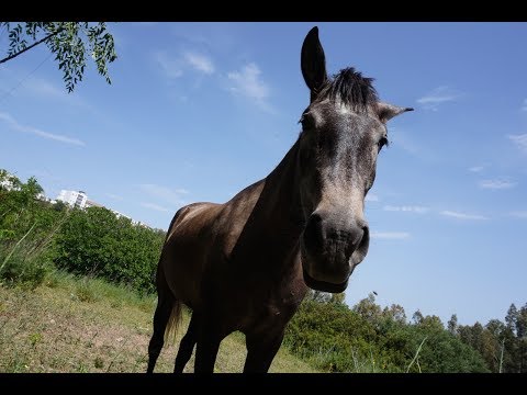 7 expresiones coloquiales sobre los caballos en inglés
