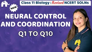 Neural Control and Coordination Class 11 Biology | Revised NCERT Solutions Chapter 18 Question 1 -10