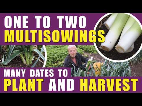 Year-Round Leeks: Grow All Four Seasons!