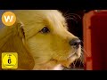 Golden Winter Wir Suchen Ein Zuhause Kinderfilm In HD 1080p