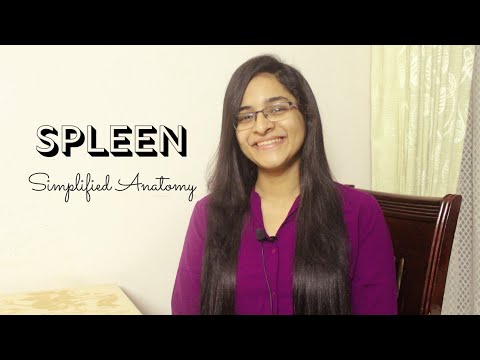 SPLEEN | ANATOMY | SIMPLIFIED
