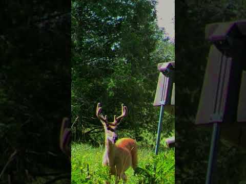 BIG Michigan Six Point! #bowhunting #hunting #viral #whitetaileddeer #trailcamera #michigan #yooper