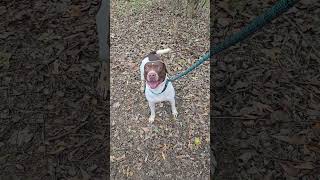 Video preview image #1 American Staffordshire Terrier-Unknown Mix Puppy For Sale in Jackson, MS, USA