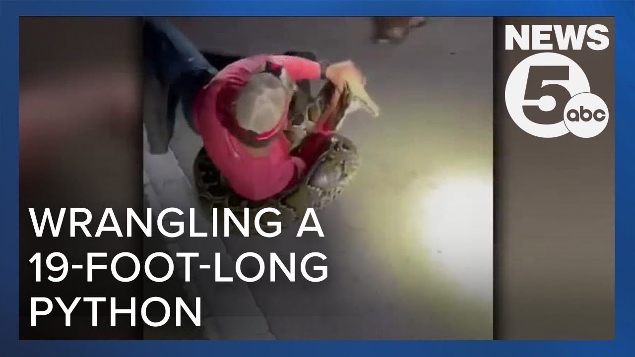 Medina native helps catch record-breaking 19-foot python in Florida