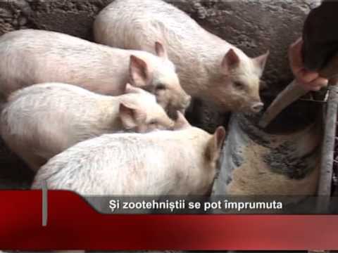 Și zootehniștii se pot împrumuta