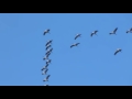 Storks Flying South