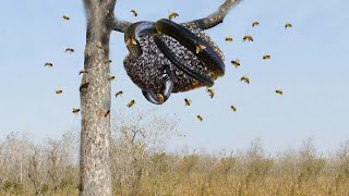 Giant Python Attack The Hive To Steal Honey, What Happens Next？