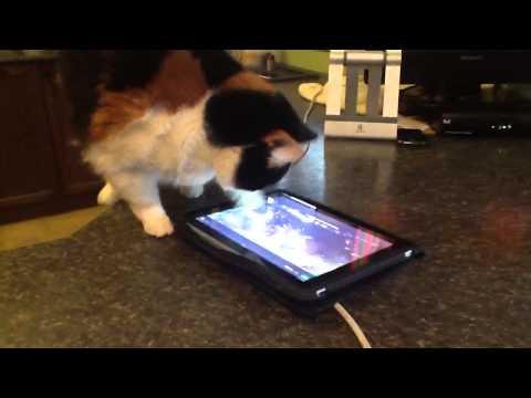 My cat loves fish...but my dog loves cats more!