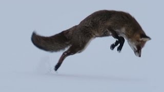 Vos jaagt in de sneeuw