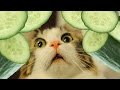 Cats Vs Cucumbers Funny Compilation