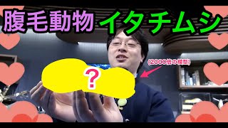 【びわ博の中の人】ミクロに捧げる愛 FOR イタチムシ