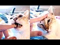 Cat Bites Me Then I Clean His Face With My Wet Finger