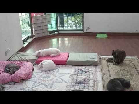 cats live behind the scene cats live 3