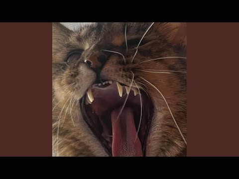 Showing Teeth video