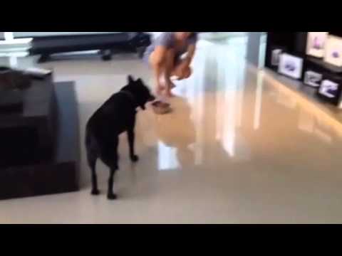 Adopt Mary's Dogs - Marcy no food aggression