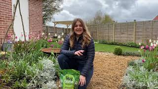 How to prevent slugs eating your plants... naturally