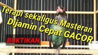 Download lagu Terapi sekaligus masteran cucak keling macet. Kombinasi suara air kran dan cucak keling gacor isian mp3 Download lagu Terapi sekaligus masteran cucak keling macet. Kombinasi suara air kran dan cucak keling gacor isian mp3