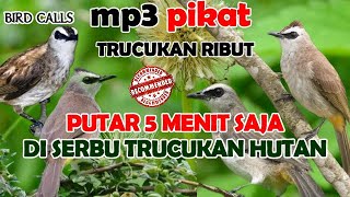 Download lagu SUARA PIKAT TRUCUK RIBUT PALING REKOMENDED || BIRD CALLER mp3