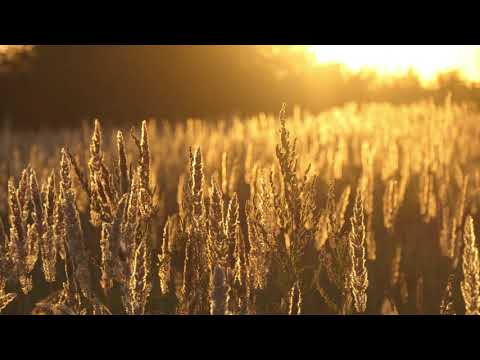 Alexey Filin (DP-6) - Live set, 22 December 2017, Rob Roy Lab