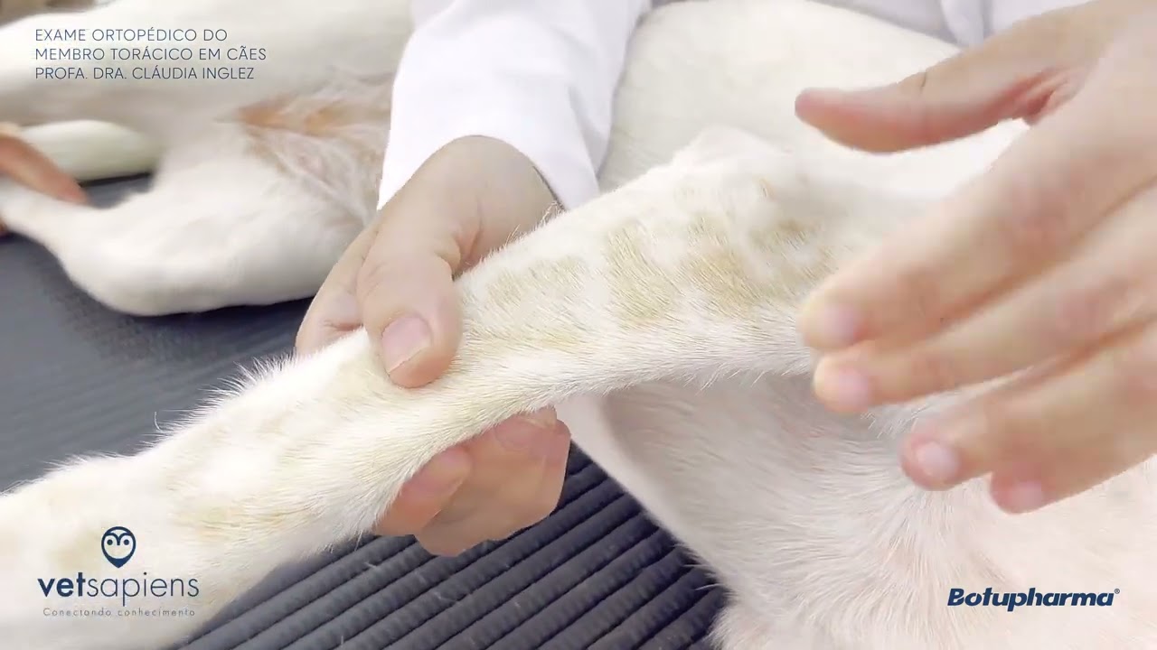 Exame ortopédico completo do membro torácico em cães
