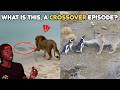 Animals That Make No Sense In The Same Place