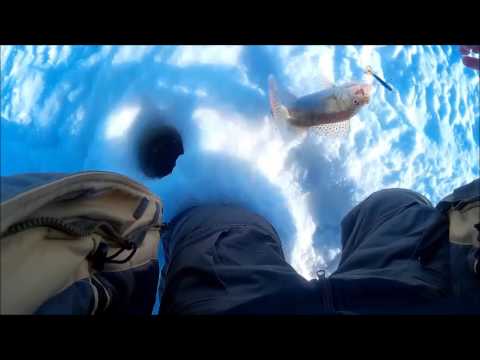 Судак в глухозимье