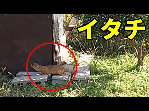 鶏小屋にネズミを近づけないようにする方法は？げっ歯類に対する解決策とヒント  庭園
