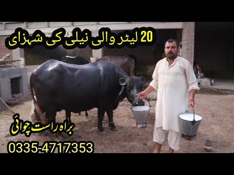 Live Milking of 20 Litre Milk Nili Ravi Buffalo at Jutt Dairy Farm