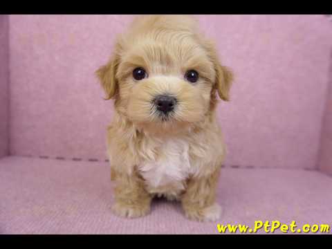 11/23馬爾泰迪公幼犬3號