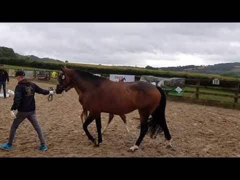 "Furst Luis" 2018 colt by Furst Wilhelm