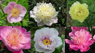 6 Peony Forms and How to Identify Them