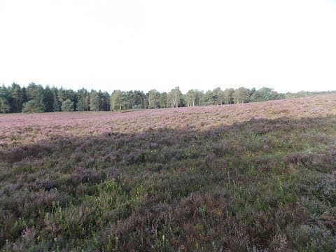Heidschnuckenweg Etappe 2 von Steinbeck via Buchholz nach Handeloh