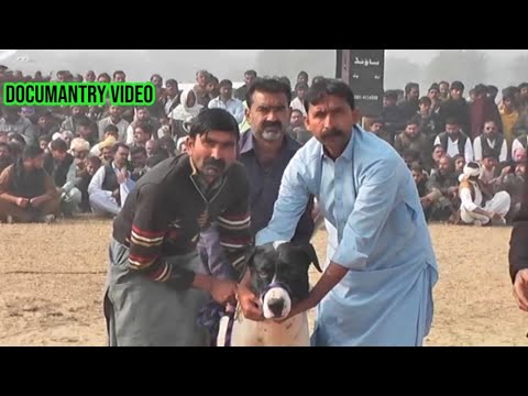Bully dogs shoq shikar | most famous bully dogs | champion bully dogs | highlights