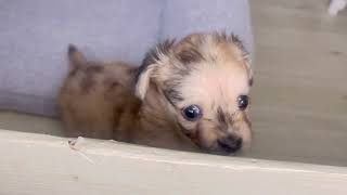 ハーフ犬の動画01